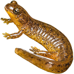 Southern Salamander